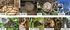 Beehive of different kinds of hornets. Upper row (from left): Vespa mandarinia Smith, Vespa simillima simillima Smith, Vespa analis parallela Andre and Vespa velutina nigrithorax Buysson. Lower row (from left): Polistes (Gyrostoma) rothneyi koreanus Vecht, Polistes (Polistella) snelleni Saussure, Polistes (Polistes) chinensis antennalis Perez, Parapolybia indica and Parapolybia varia [MINISTRY OF ENVIRONMENT]