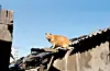 테스트