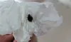 A bedbug caught by a resident at home in Songpa District, southern Seoul [PROVIDED BY THE RESIDENT, JOONGANG ILBO]