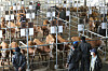 Farmers examine calves on auction at the livestock market organized by the Jeju Livestock Cooperative Association in Jeju City, Jeju Island, on Thursday. The livestock market was closed since Feb. 3 due to the coronavirus outbreak but reopened on Thursday. [YONHAP]