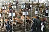 Farmers examine calves on auction at the livestock market organized by the Jeju Livestock Cooperative Association in Jeju City, Jeju Island, on Thursday. The livestock market was closed since Feb. 3 due to the coronavirus outbreak but reopened on Thursday. [YONHAP]