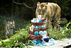 Areum, right, eats the birthday cake celebrating the tigers' third birthday, as Daun watches. [SAMSUNG C&T]