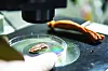 Red ginseng oil may help with benign prostatic hyperplasia. [KOREA GINSENG CORPORATION]