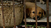 A scene from the film. The dog “Nureongi,” which is the most common type of dog breed in Korea, trapped in a cage of a dog farm. [JUST BRIGHT PRODUCTIONS]