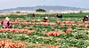 Farmers harvest onions in a field in Seogwipo, Jeju, on March 26. [YONHAP]