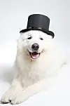 테스트