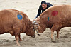 Two bulls lock horns in an arena in Cheongdo, North Gyeongsang, on Sunday. Cheongdo's bullfighting matches resumed on Saturday after a year-long hiatus caused by the Covid-19 pandemic. Bullfighting matches will take place on Saturdays and Sundays until Dec. 26. [NEWS1]