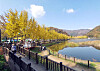 The gingko tree road alongside Mungwang Reservoir in Goesan, North Chungcheong [YONHAP]