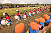 Children perform a traditional farmers’ band routine in celebration of the harvest during the “Shinpyung-ri Golden Fields Autumn Festival” in Daejeong-eup, Seogwipo, Jeju on Oct. 14. [YONHAP]