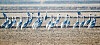 A group of white-naped cranes take rest in Junam Reservoir in Changwon, South Gyeongsang, on Sunday. [YONHAP]