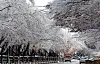 Cherry blossom trees in Yeouido, western Seoul, covered in snow on Wednesday [NEWS1]