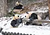 Pandas Rui Bao, left, and Hui Bao play in the snow in Everland, Gyeonggi, on Wednesday. [NEWS1]