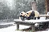 Pandas Rui Bao, left, and Hui Bao play in the snow in Everland, Gyeonggi, on Wednesday. [NEWS1]
