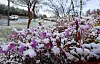 Roadside Royal Azaleas covered in snow in Gangneung City, Gangwon on Wednesday [YONHAP]