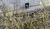A family takes a stroll alongside the Cheonggyecheon, a stream flowing through downtown Seoul, on Sunday afternoon, enjoying a view of the cornel dogwood in full bloom amid clear spring weather ahead of rain expected Monday and Tuesday nationwide. [NEWS1]