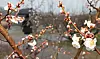 Apricot flowers begin to blossom at a park on Jeju Island on Friday, after rainfall and unusually warm winter weather. [YONHAP]