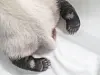 Fubao when she was about 50 days old. [EVERLAND]