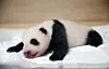 Fubao when she was about 50 days old.