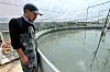 A worker look on at an aquafarm in Goheung County, South Jelloa, on Wednesday. More than 430,000 fish species, including flatfish, also died in aquafarms nationwide as of Wednesday. [YONHAP]