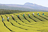 Jeju residents harvest the first green tea crop of the season, organically cultivated, at a farm in Seogwipo, Jeju, on Monday. [YONHAP]