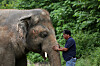 Amir Khalil, head of project development at FOUR PAWS International, sedates Kaavan, an elephant at the Marghazar Zoo in Islamabad, Pakistan, Sept 4, 2020. [REUTERS/YONHAP]