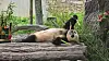 Fu Bao enjoys her bamboo while lying on a wooden bench in an outdoor enclosure at Wolong Shenshuping Panda Base in Sichuan Province in China on Wednesday. [LEE DO-SUNG]