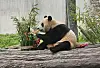 Fu Bao plays with a bamboo-made toy in an outdoor playing field at Wolong Shenshuping Panda Base in Sichuan, China on Wednesday, when she had her first public debut in China. [NEWS1]