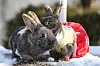 Rabbits are dressed in hanbok (traditional Korean dress) to celebrate the upcoming Year of the Black Rabbit in Namyangju, Gyeonggi, on Dec. 26, 2022. [YONHAP]