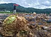 A head of a rotting iceberg lettuce sits at a farm in Hoengseong County, Gangwon, on June 27. [YONHAP]