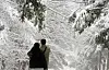 Tourists look at the snow that is covering a forest in Gangwon's highland Daegwallyeong area in Pyeongchang County on Tuesday. The area experienced heavy snowfall on Monday. A snow warning had been issued in the region. [YONHAP]
