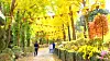 Beartree park in Sejong is holding its autumn leaves festival until Nov. 10. During this time only, visitors can stroll along a vibrant foliage-lined trail. [BEARTREE PARK]