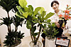 A model shows off plants including Clusia and oak trees at Galleria Department Store in Gangnam District, southern Seoul, on Thursday. The plants are available as Chuseok gifts this year. [YONHAP]