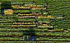 Farmers harvest winter radishes in a field in the city of Seogwipo, Jeju Island, on Thursday. [YONHAP]