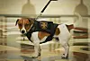 Dog Patron called Bullet at an award ceremony for his owner, a sapper, in Kyiv, Ukraine, Sunday, May 8, 2022. [AP/YONHAP]