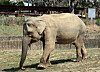 Sakura, the oldest elephant in Korea, died at the age of 59 on Tuesday. [SEOUL GRAND PARK]