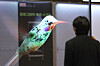 An attendee views a holographic screen during Korea Meta Expo (KME) 2024 at Coex in Gangnam District, southern Seoul, on Wednesday. [YONHAP]