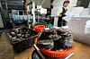 Abalones are cleaned before shipping at Wando County, South Jeolla, on Wednesday. [YONHAP]