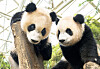 Rui Bao, right, and Hui Bao, will turn one on July 7. [SAMSUNG C&T]