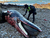 A dead minke whale on the shore at Baengnyeong Island on last Thursday [GREEN INCHEON]