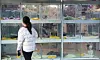 A passerby looks at cats and dogs at a pet shop in downtown Seoul Sunday. [YONHAP]