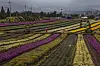 Rows of pink and yellow chrysanthemums are seen in Yeoncheon County, Gyeonggi, on Friday. The Chrysanthemum Exhibition was scheduled to open Friday, but was cancelled due to the fourth wave of the Covid-19 pandemic. A total of 150,000 chrysanthemums have been planted since May. [YONHAP]