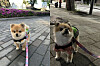 A three-year-old Pomeranian Hodu patrols its neighborhood as the 'dog patrol' officer of Seongdong District, eastern Seoul. [SCREEN CAPTURE]