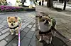 A three-year-old Pomeranian Hodu patrols its neighborhood as the 'dog patrol' officer of Seongdong District, eastern Seoul. [SCREEN CAPTURE]