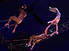 Flying trapeze performers on 10 meter (33 foot) high swings during a press preview of Cirque du Soleil's 'Alegria in a New Light' at Jamsil Sports Complex’s Big Top Theater in Songpa District, southern Seoul, on Thursday. [YONHAP]