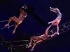 Flying trapeze performers on 10 meter (33 foot) high swings during a press preview of Cirque du Soleil's 'Alegria in a New Light' at Jamsil Sports Complex’s Big Top Theater in Songpa District, southern Seoul, on Thursday. [YONHAP]