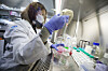A GeneOne Life Science researcher conducts tests to develop a Covid-19 treatment in the company's lab in Gangnam, southern Seoul. [YONHAP]