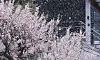 Snowflakes sprinkle on plum blossoms near the Constitutional Court in Jongno District, central Seoul. on March 30. [NEWS1]