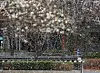 Snow falls over Jongno District in central Seoul on March 30, amid the first bloom of spring flowers. [YONHAP]