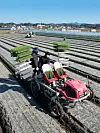 Farmers transplant onion seedlings in Hamyang County, South Gyeongsang, on Thursday. [HAMYANG COUNTY]