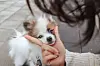 Hantol, a 10-month-old Pompitz — a Spitz, Pomeranian mix — owned by 24-year-old Kim Ji-min. [KIM JI-MIN]